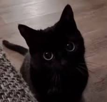 Kiki’s paws