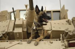 Kind dog war 1