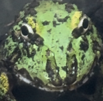Frog group 2.0