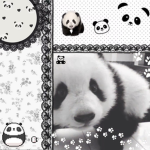Panda fan group :)