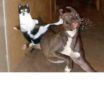 cat and dog likers