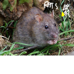 → rats ←