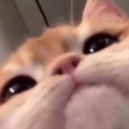 ⁎˃ᆺ˂⁎