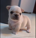 Pibblez