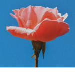 flower-