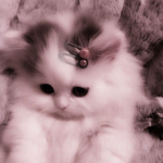 Abrilcrazy