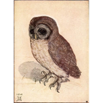 The Little Owls.
