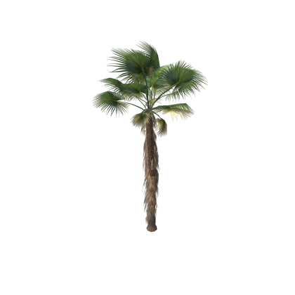 Mexican Fan Palm
