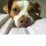 FrankieBro