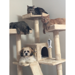 Dogcatboi