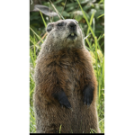 Groundhogdog