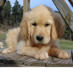 The amazing puppy Squad