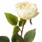 Wilted Rose