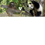 Pandas vs Sloths