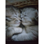 My little Kitten group