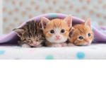 Aesthetic Kittens!!!