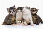 Ash's cat fam! <3