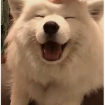 Nemo's/Alol's Fan Group???