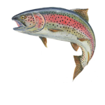 The Elite Trout Team