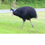 Cassowary army