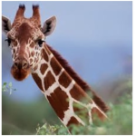 Giraffe ASSEMBLE