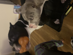 Dog club 3000