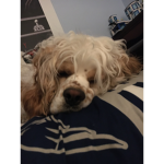 my tiny dog