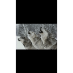 Group Wolf!