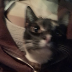 Maru's Fanclub