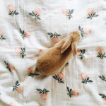 BunnyBliss <3
