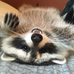 Yawni