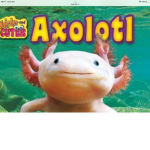Axolotl club rEaL