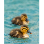 duckduk