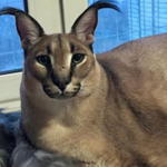 Caracal Cat Partisans