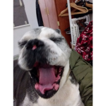 Best roblox group to talk about DOGS!