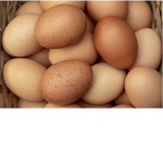 EggPalz
