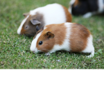 guinea gives Robux