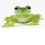 FrogGroup!