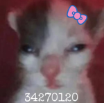 CLOV£R