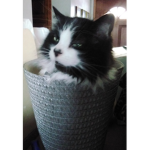 Cat Fiddling