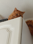 Meow_Tribe