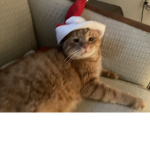 Certified Dingus