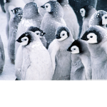 pengiuns can fly