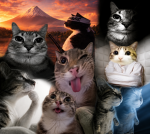cat.gang