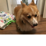 Einhorn,Eule, Hund