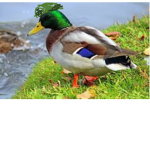 The Army of epic ducks