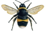BUZZY BEE’S
