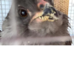 Smallchicken