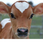 the cows chat