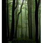 *-Twilight-*